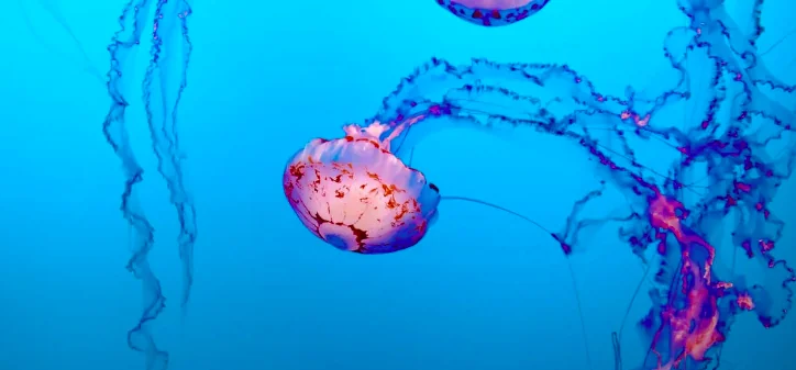 Sos meduse, le cose da fare e da non fare